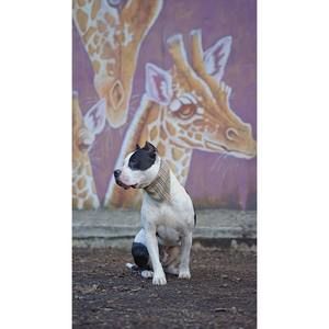 Meet your Posher, Brendan